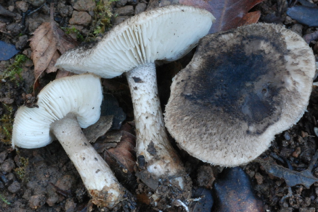 uscita prima della nevicata